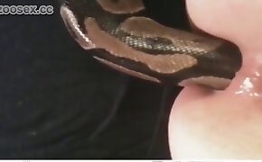 fucking beastiality scenes, zoophile and snake orgy